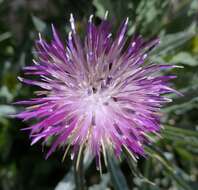 Image of Centaurea seridis L.