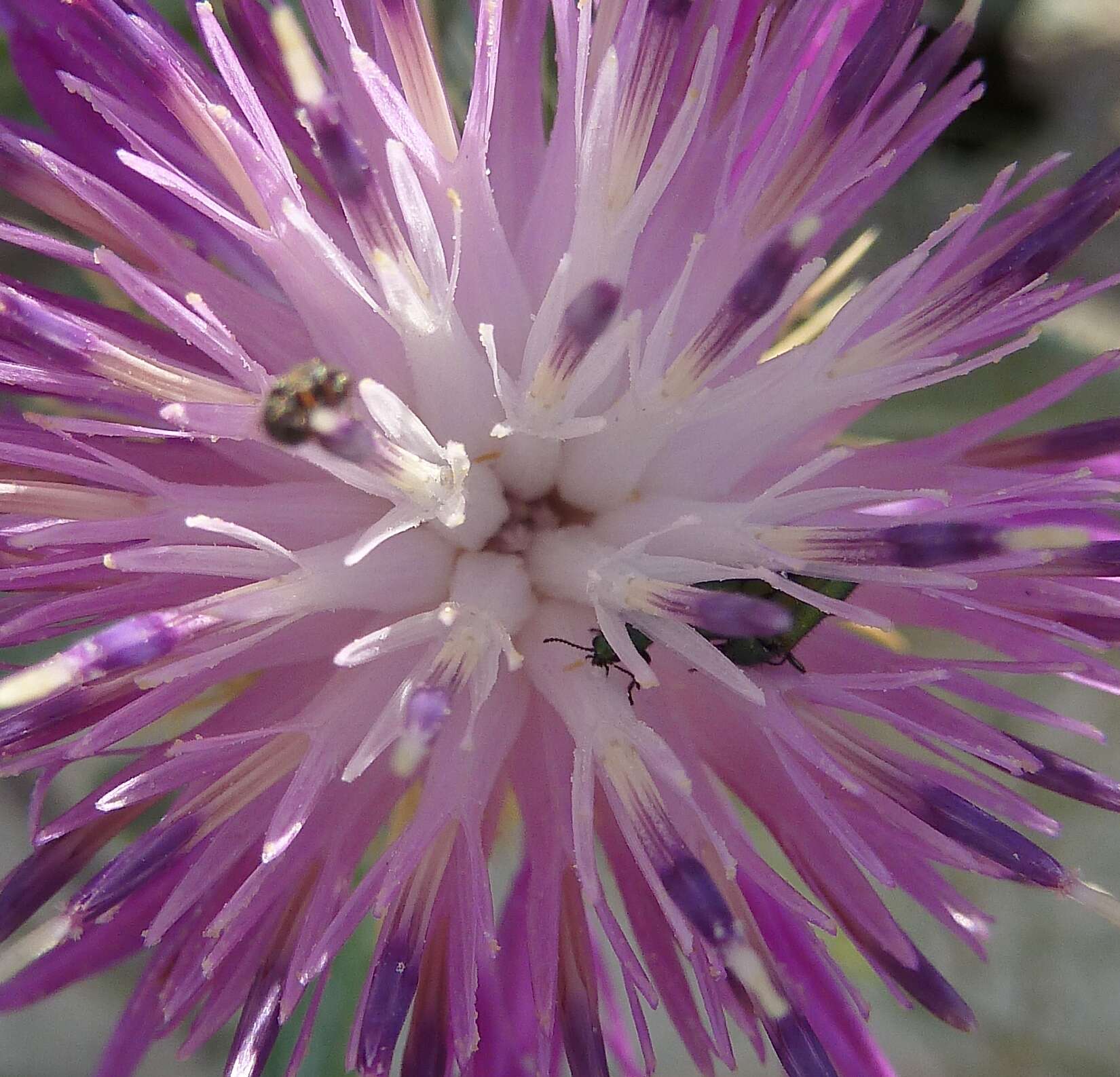 Image of Centaurea seridis L.