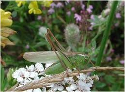 Image of Bicolorana bicolor (Philippi 1830)