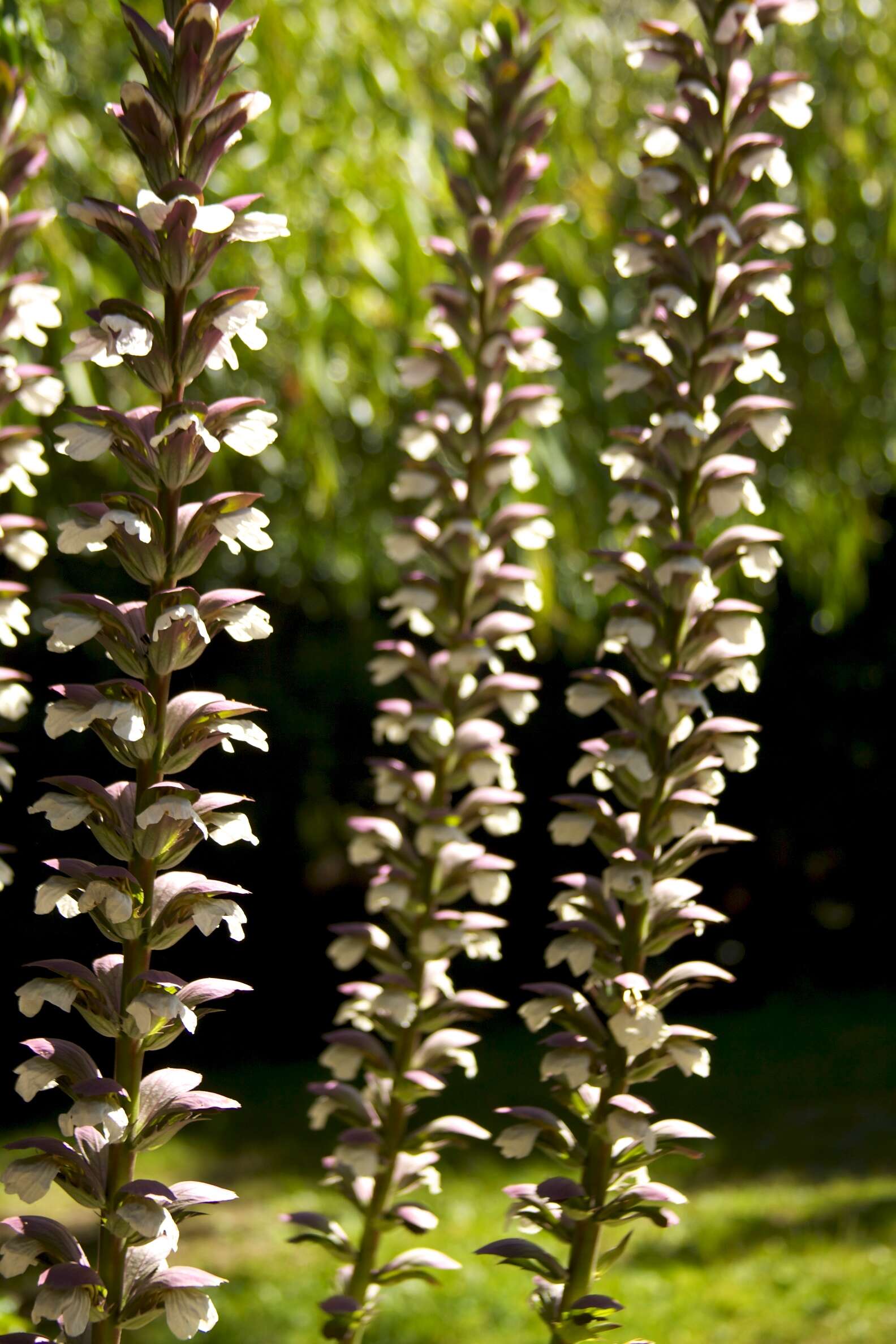 Imagem de Acanthus mollis L.