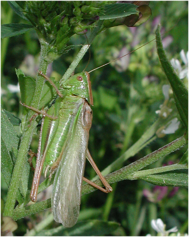 Image of Bicolorana bicolor (Philippi 1830)