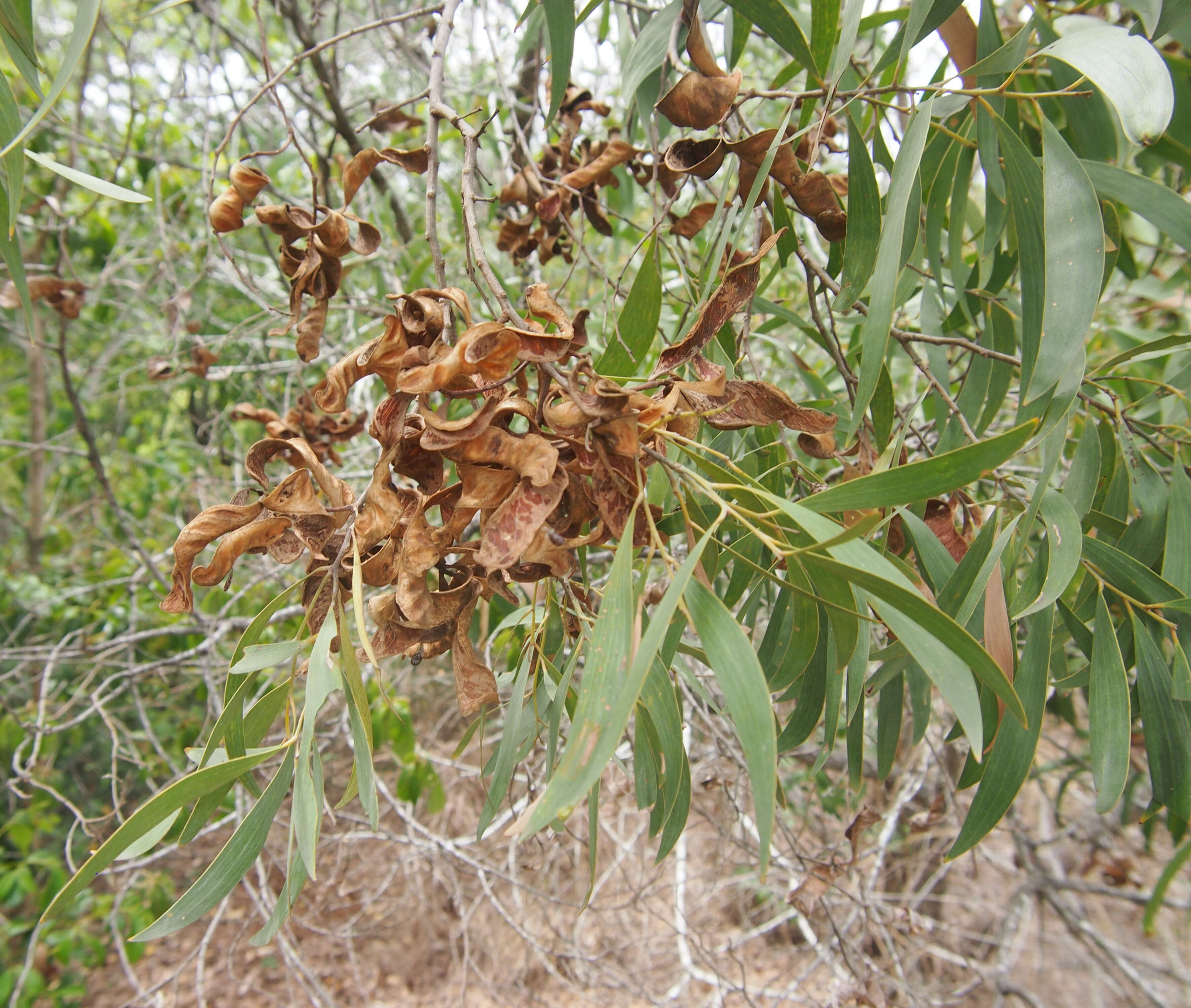 Image of Acacia leptocarpa A. Cunn. ex Benth.