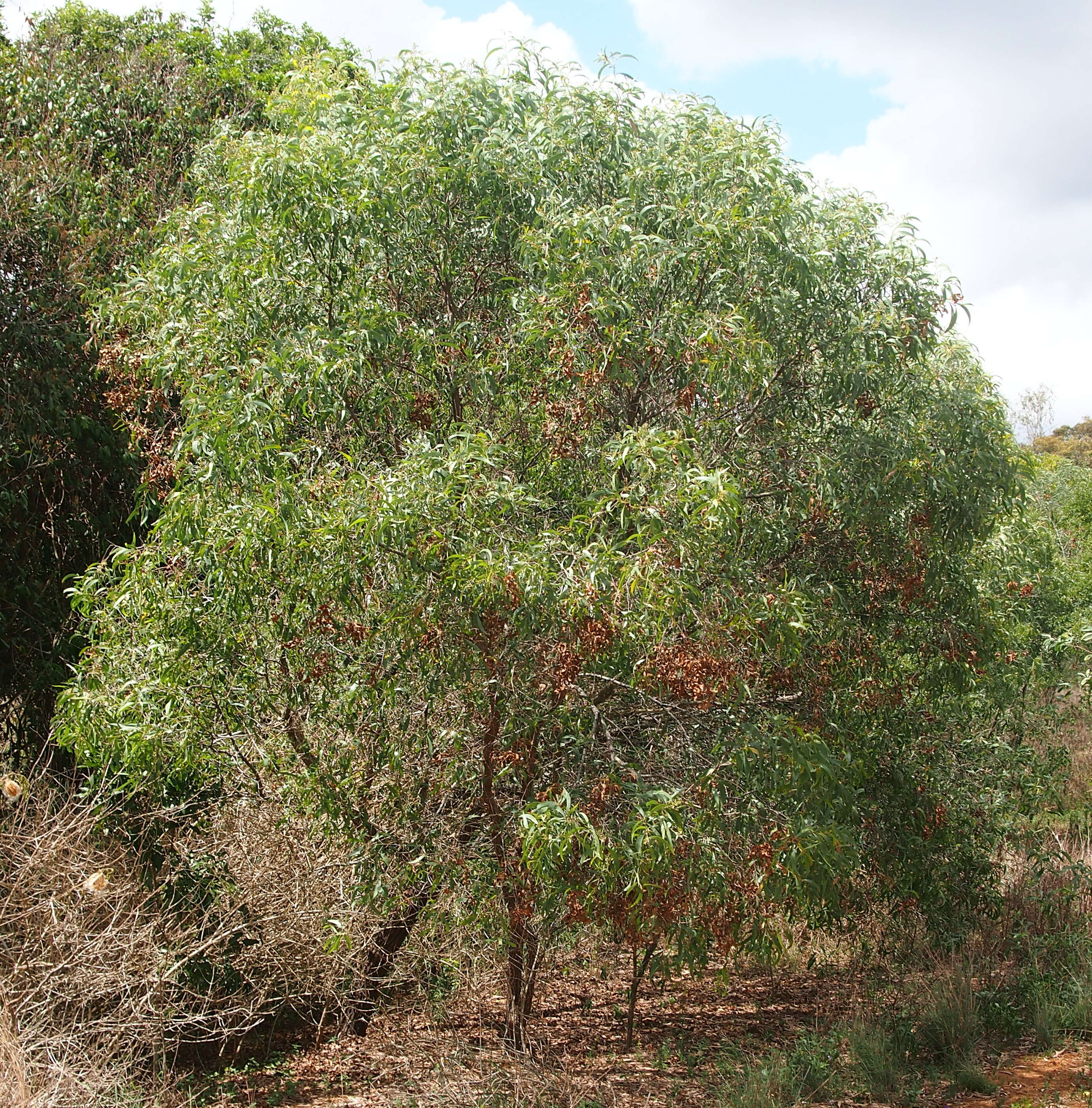 Image of Acacia leptocarpa A. Cunn. ex Benth.