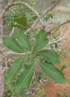 Image of Atalaya calcicola S. T. Reynolds