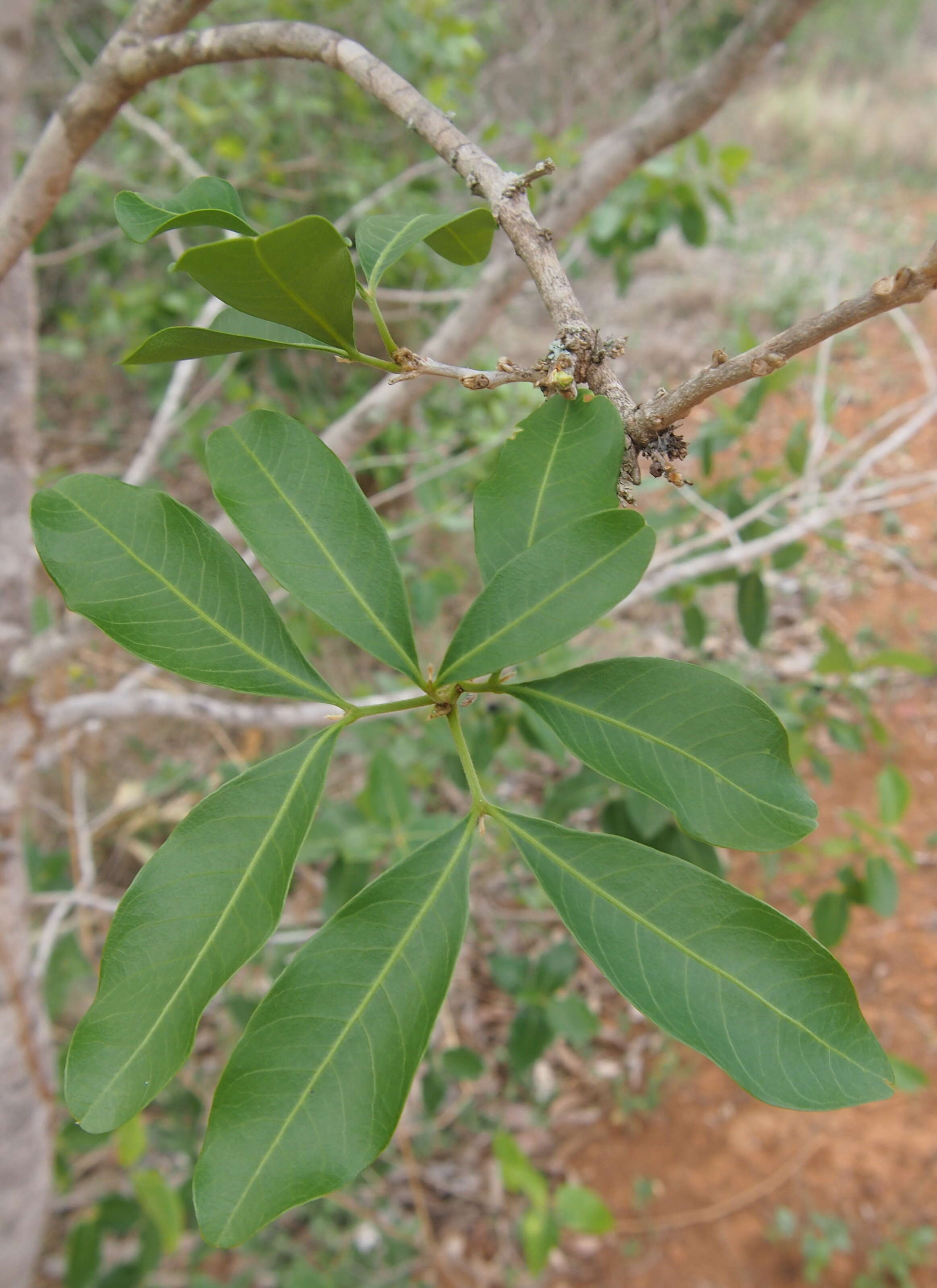 Atalaya calcicola S. T. Reynolds的圖片