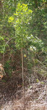 Image of Atalaya multiflora Benth.