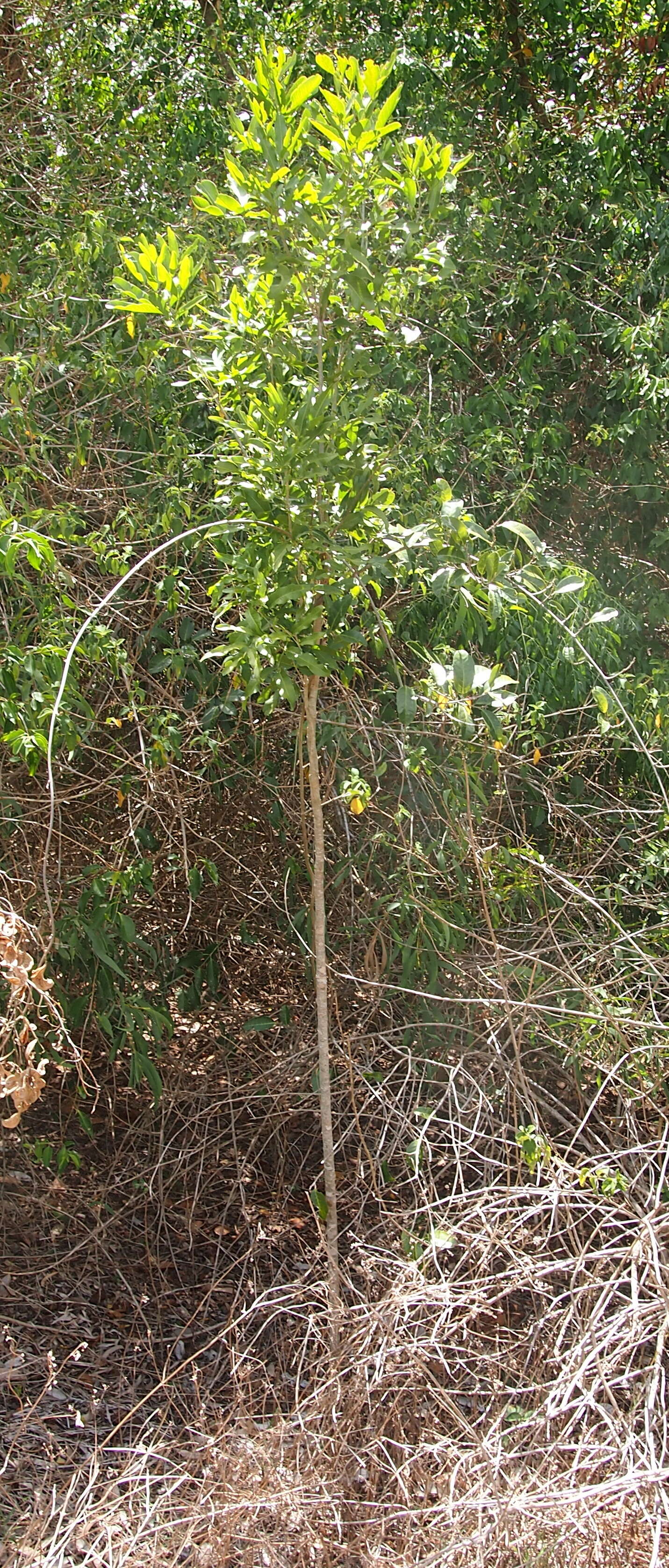 Image of Atalaya multiflora Benth.