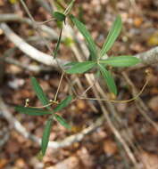 Imagem de Clematicissus opaca (F. Müll.) Jackes & Rossetto