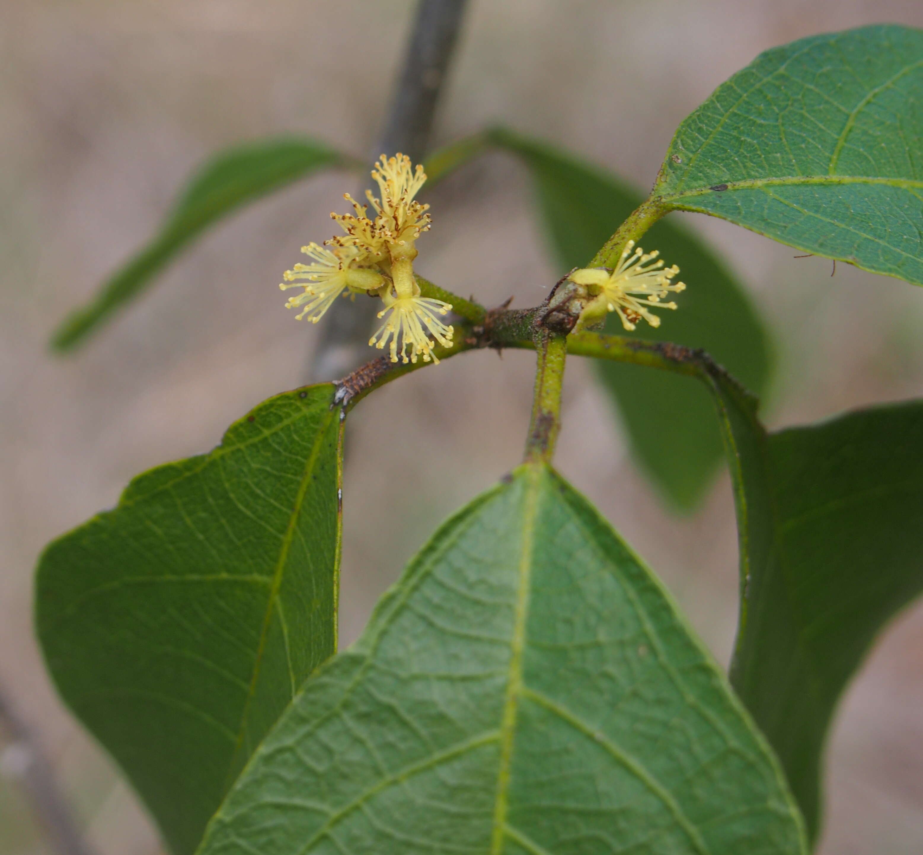 Sivun Mallotus claoxyloides (F. Muell.) Müll. Arg. kuva