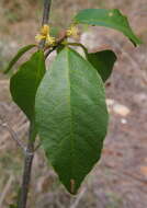 Sivun Mallotus claoxyloides (F. Muell.) Müll. Arg. kuva