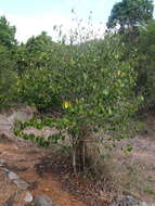 Sivun Mallotus claoxyloides (F. Muell.) Müll. Arg. kuva