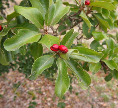 Image de Terminalia porphyrocarpa F. Müll. ex Benth.