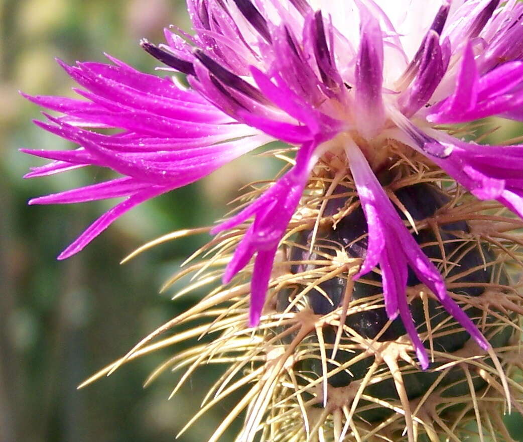 Image of Centaurea seridis L.