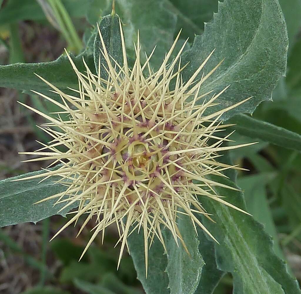 Image of Centaurea seridis L.