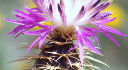 Image of Centaurea seridis L.