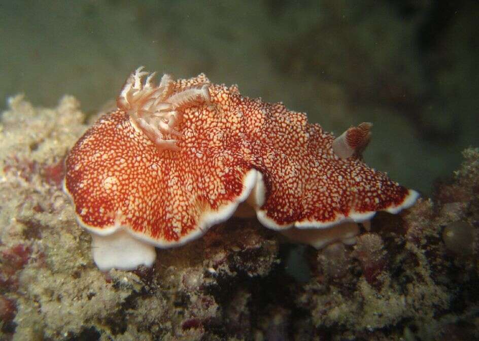 Image of Red-netted slug