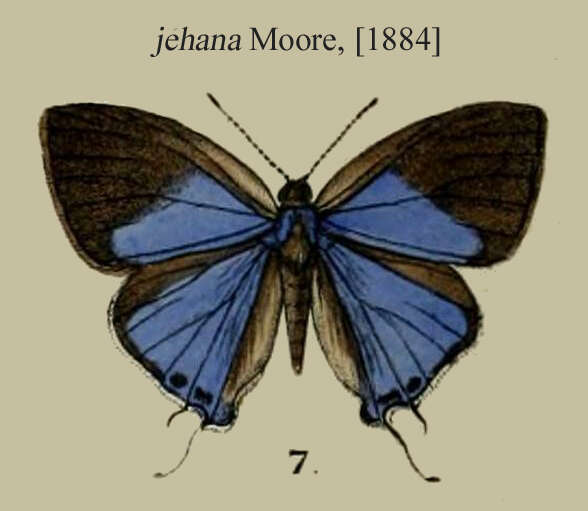 Imagem de Tajuria jehana Moore (1884)