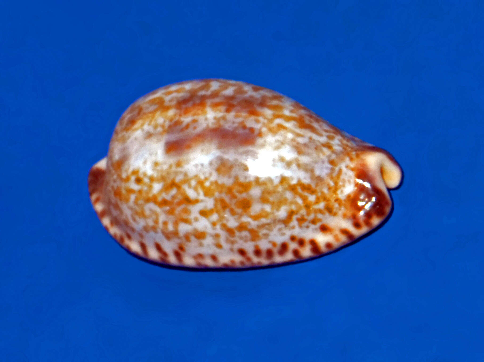 Image of Pseudozonaria nigropunctata (Gray 1828)