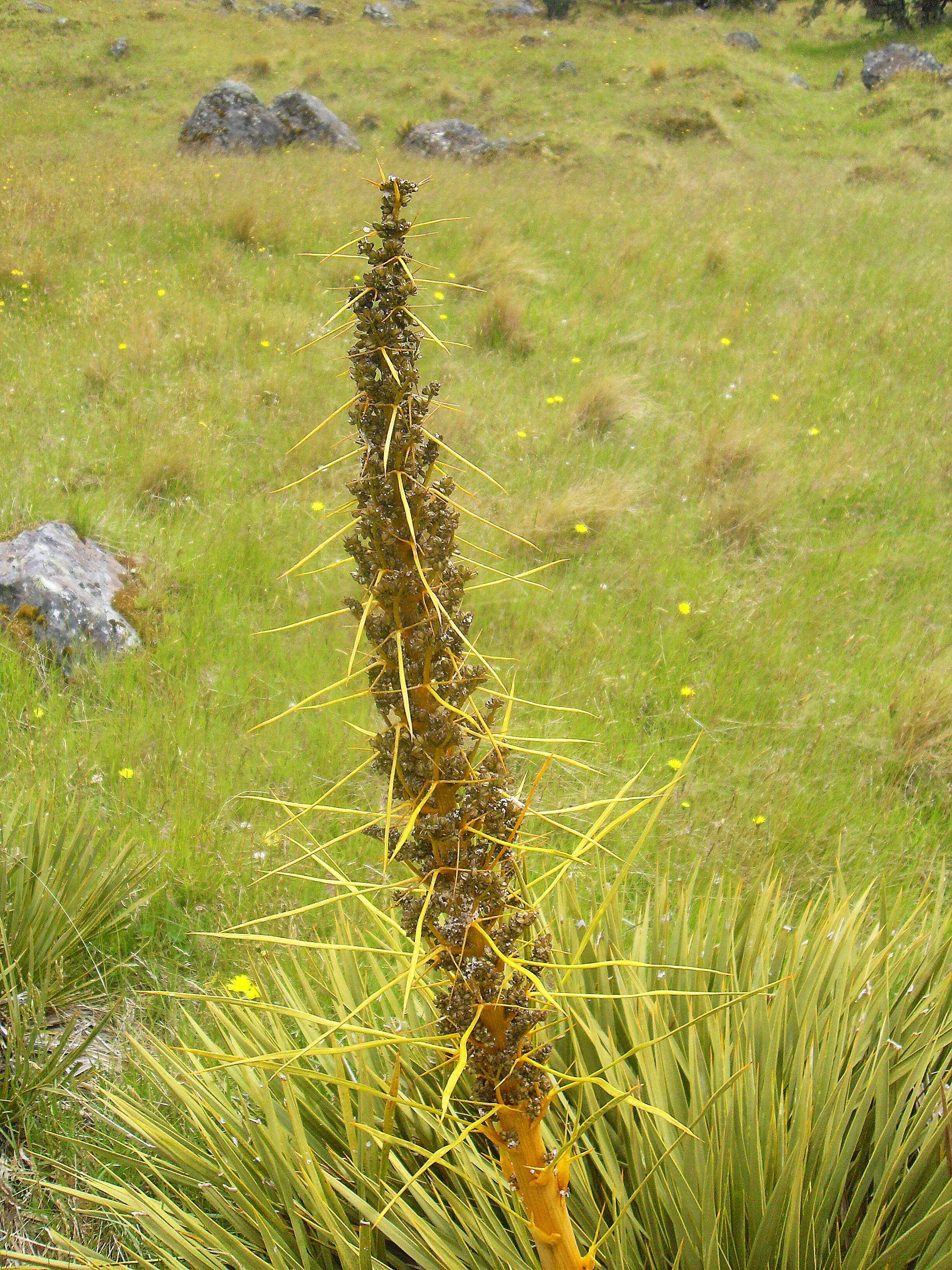 Image of Aciphylla aurea W. R. B. Oliv.