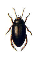 Ilybius subaeneus Erichson 1837 resmi