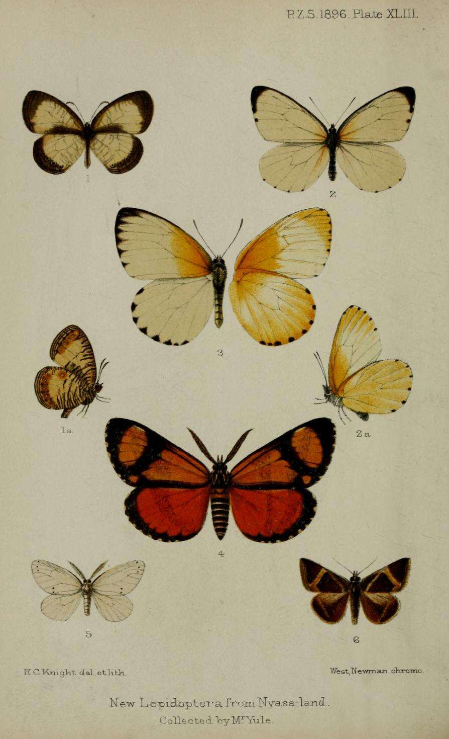 Image of Mylothris yulei Butler 1897