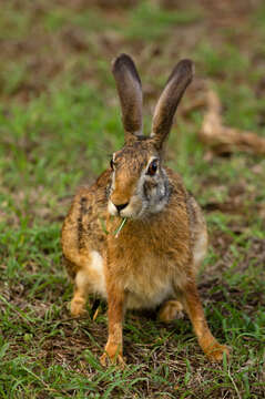 Imagem de Lepus nigricollis F. Cuvier 1823