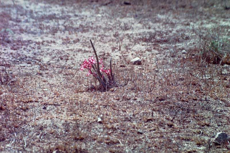 Image de Adenium obesum subsp. multiflorum (Klotzsch) G. D. Rowley