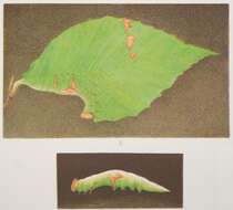 Image of Wavy-Lined Heterocampa