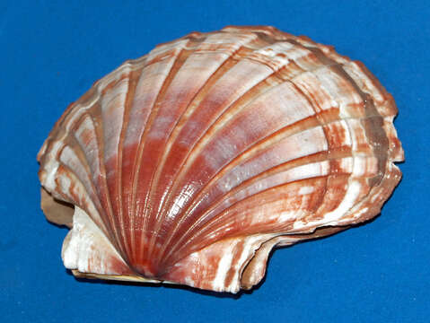 Sivun Pecten albicans (Schröter 1802) kuva