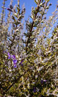 Image of Salvia jordanii