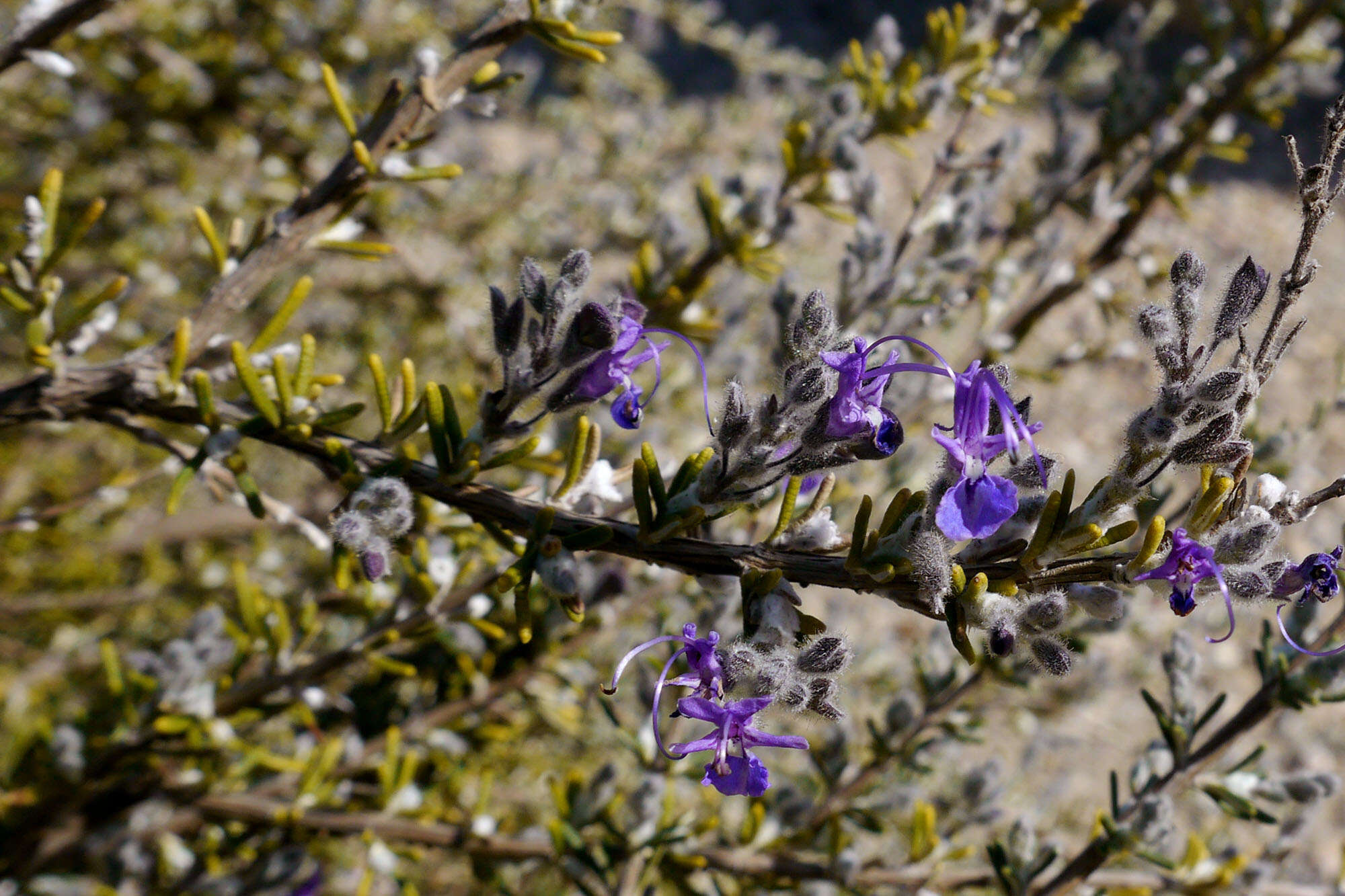 Image of Salvia jordanii