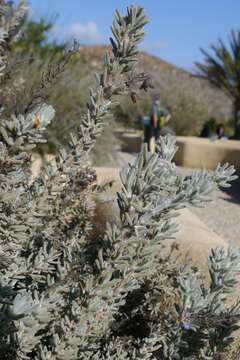 Image of Salvia granatensis