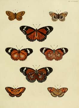 Image of Oeneis tarpeia Pallas 1771