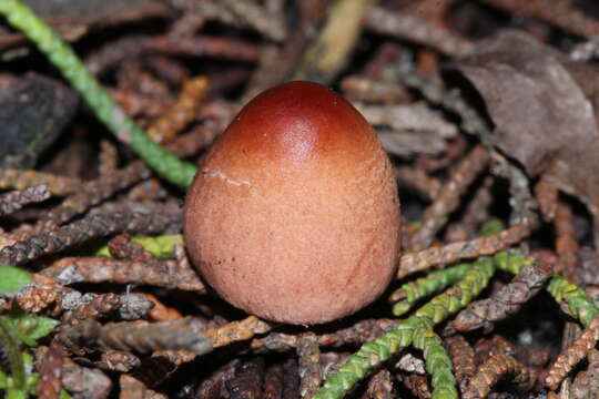 Lepiota castaneidisca Murrill 1912 resmi