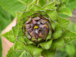 Image of purpledisk sunflower