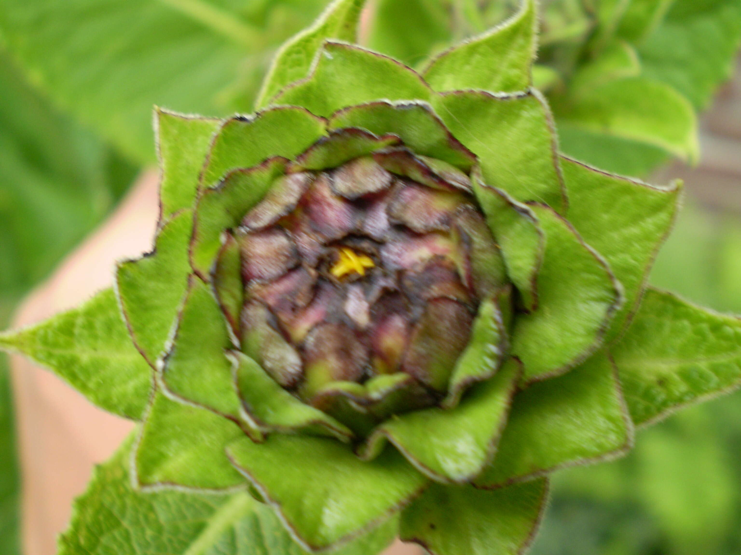 Image of purpledisk sunflower