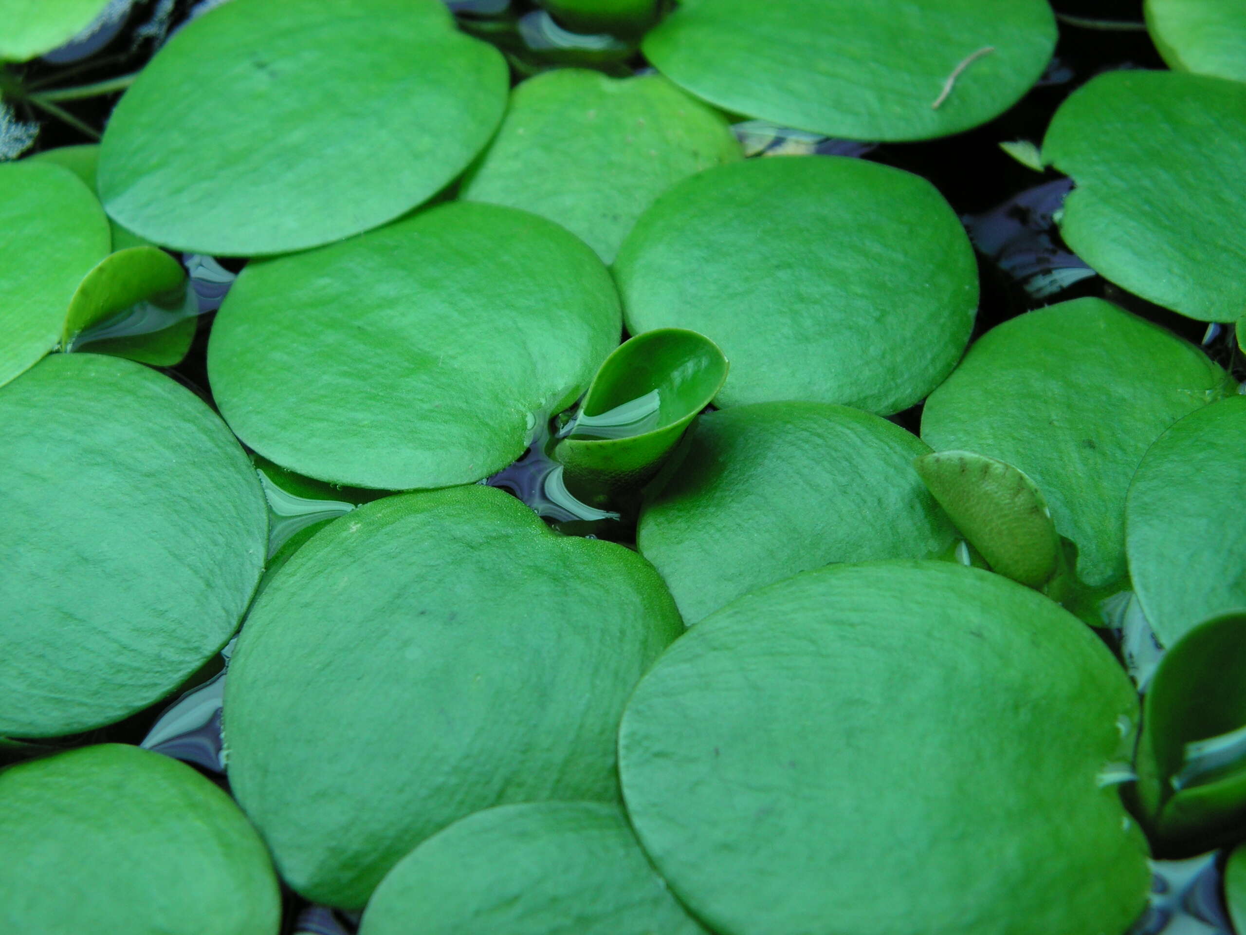 Image of West Indian spongeplant