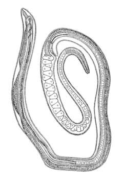 Image de Trichosomoididae