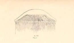 Image de Rhacostoma atlanticum L. Agassiz 1851