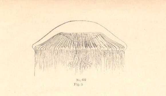 Imagem de Rhacostoma atlanticum L. Agassiz 1851