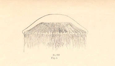 Image of Rhacostoma atlanticum L. Agassiz 1851