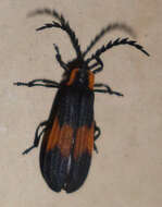 Image of net-winged beetles