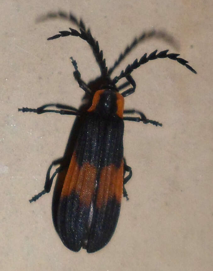Слика од Calopteron