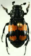 Image of Nicrophorus (Nicrophorus) defodiens (Mannerheim 1846)