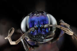 Image of Steel-blue Cricket Hunter