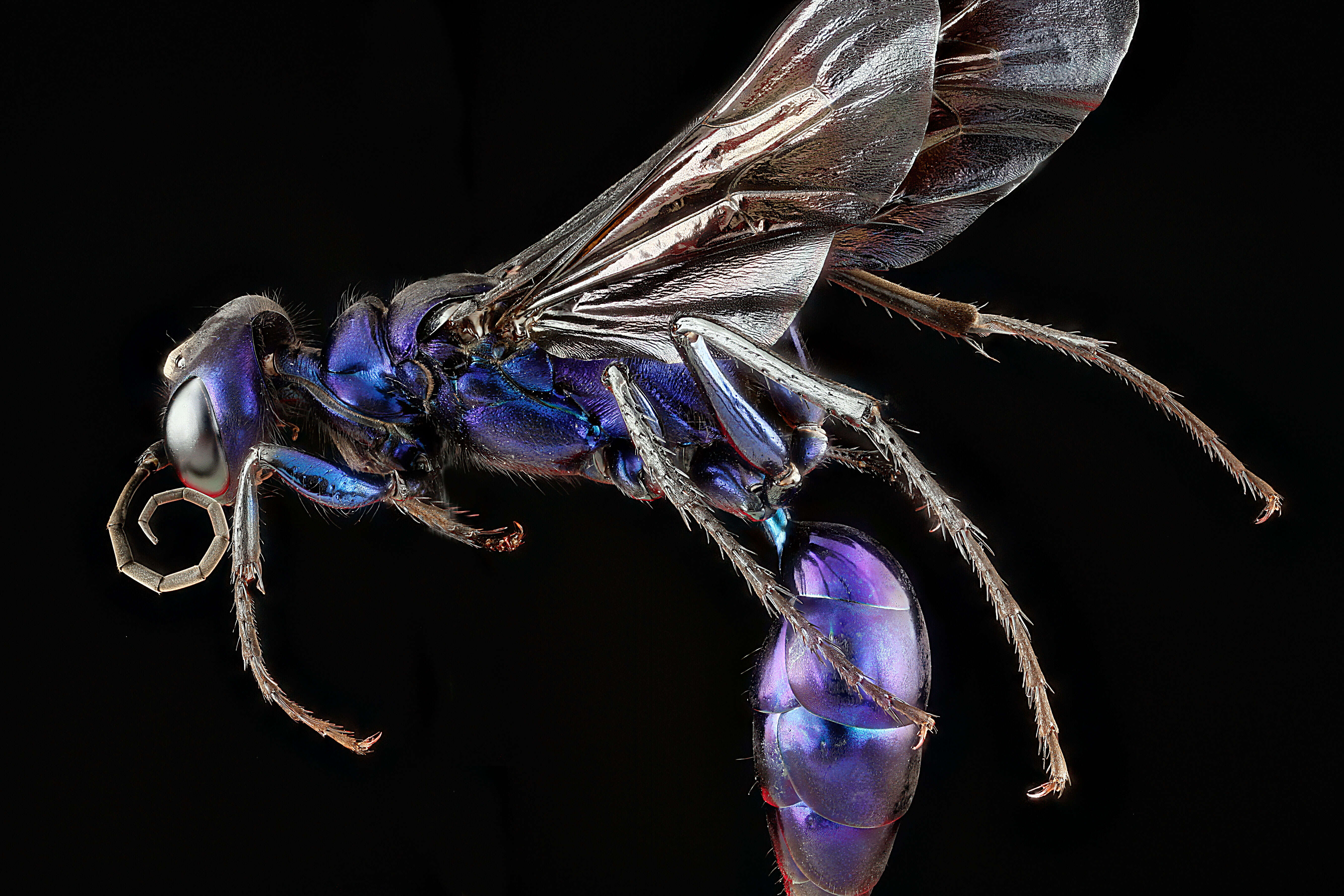 Image of Steel-blue Cricket Hunter