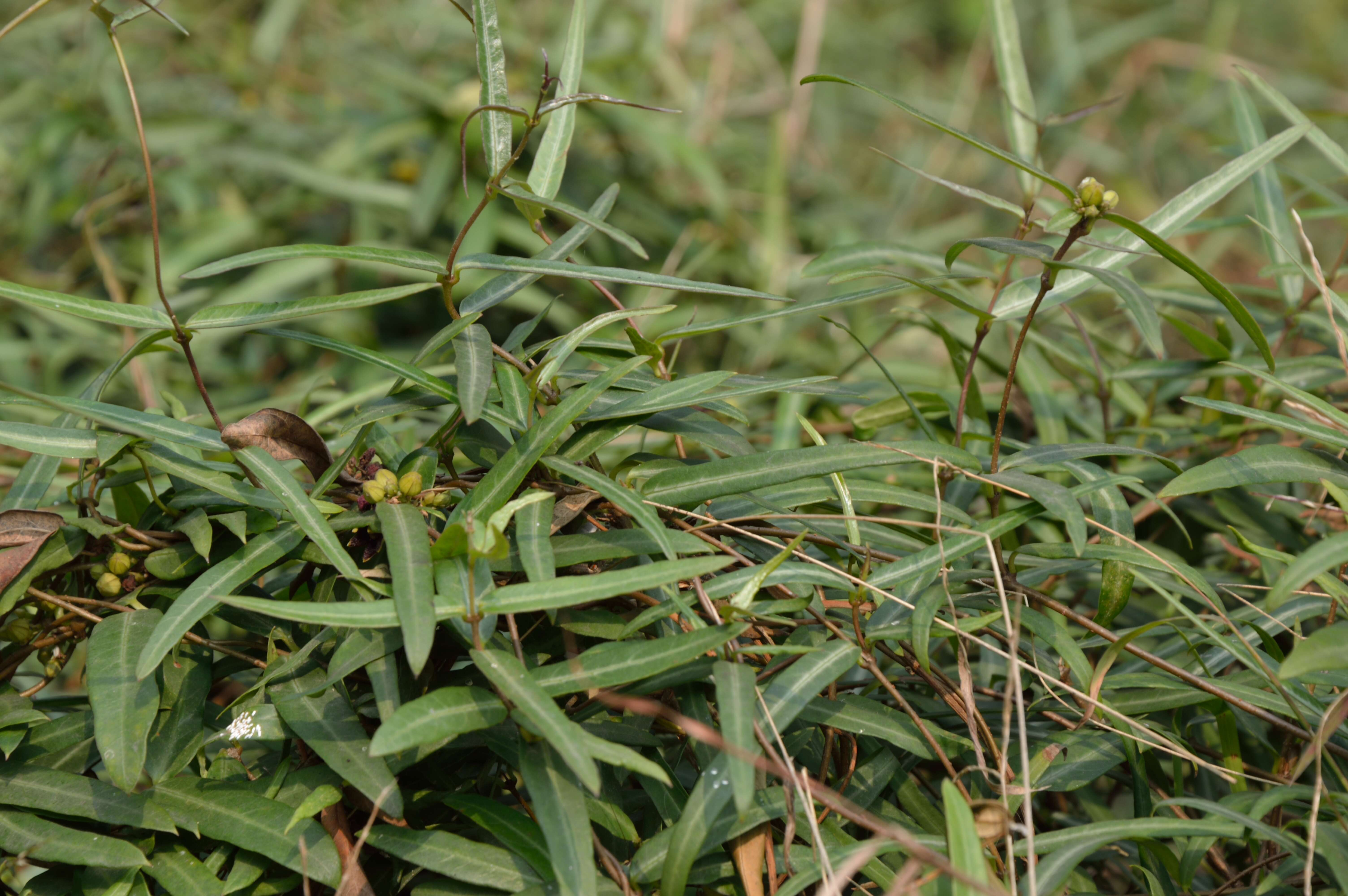 Image de Hemidesmus indicus (L.) R. Br.