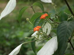 Image of White flag bush