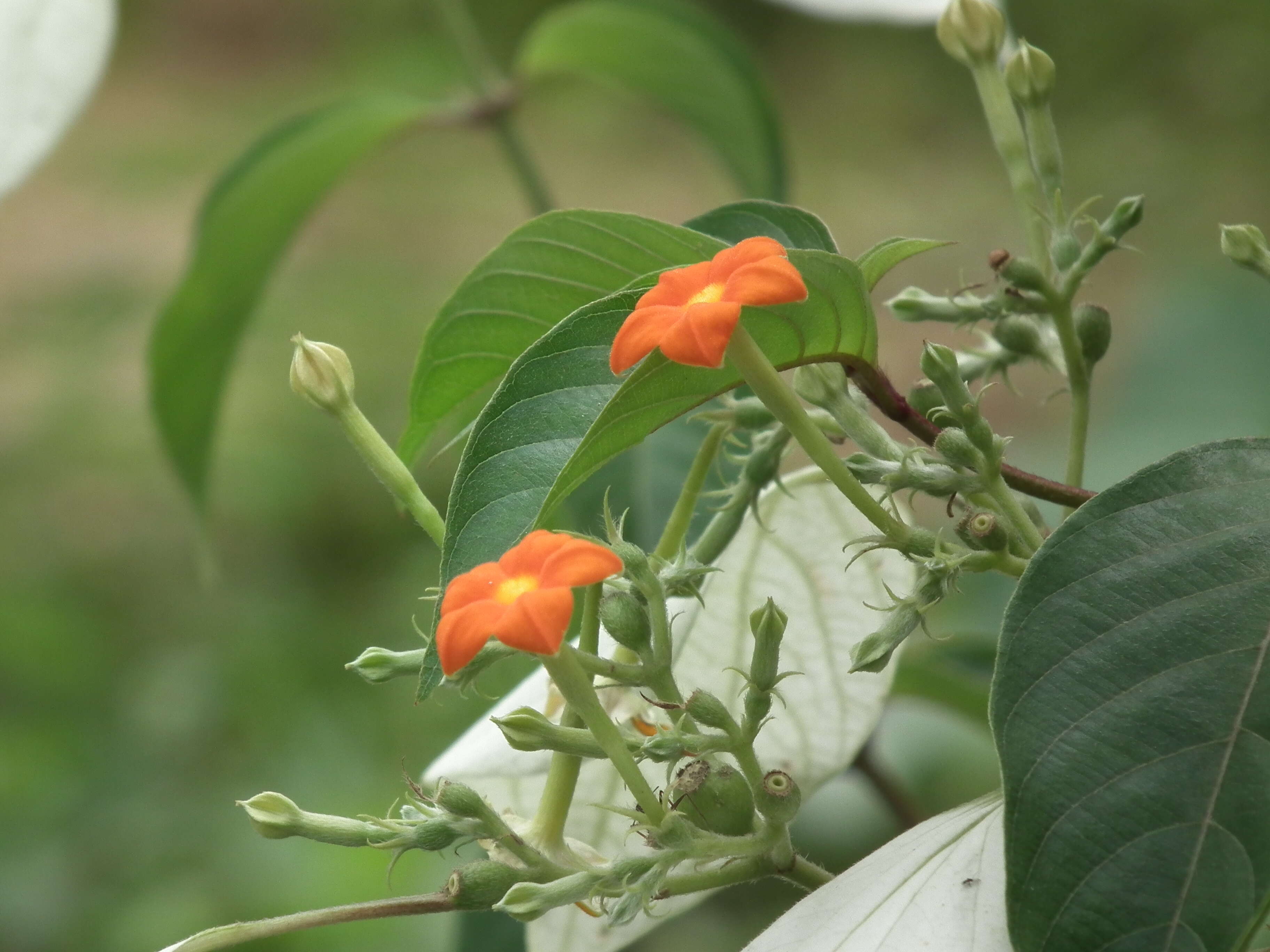 Image of White flag bush