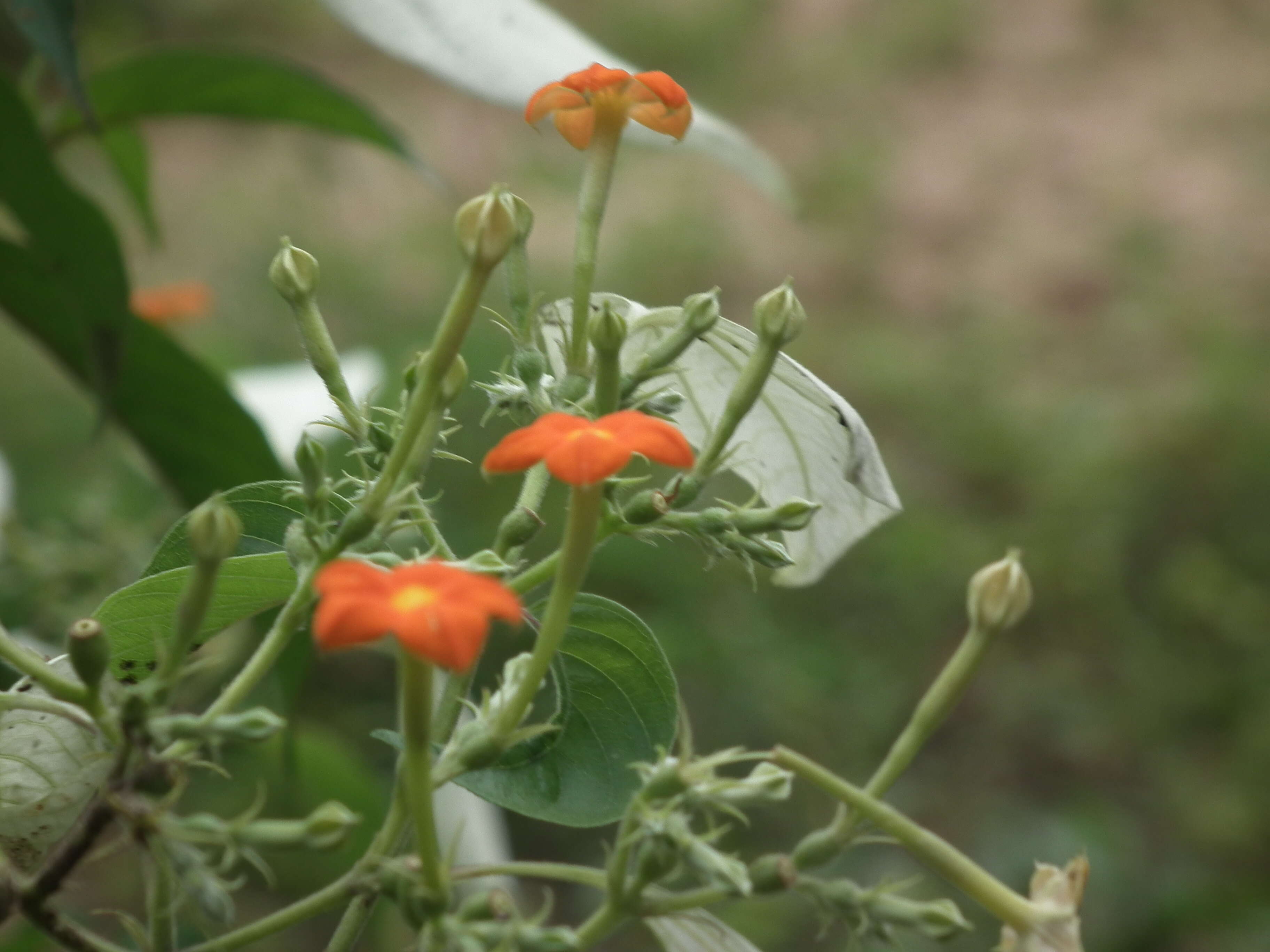 Image of White flag bush